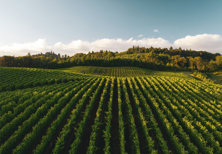 意大利的火山特色葡萄酒产区